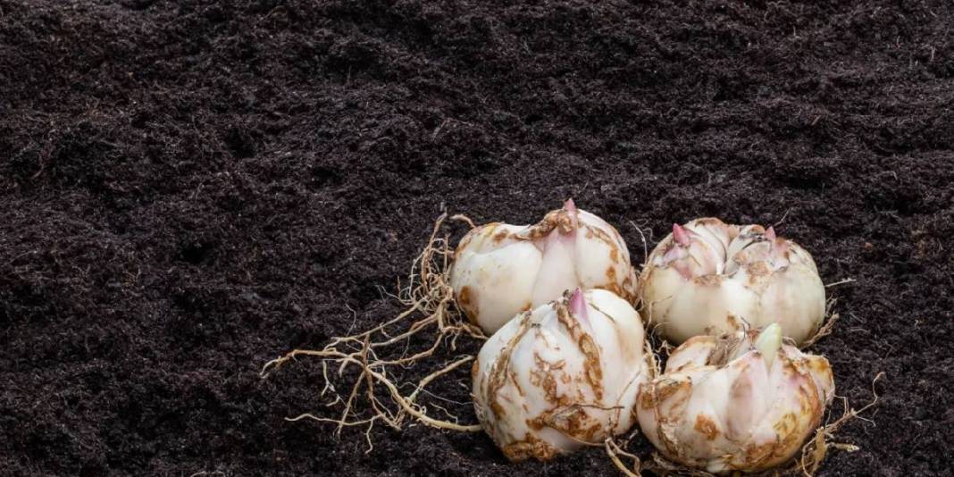 Hem çiçeğini hem tohumunu satıyor, talep patlıyor! Yurt içinin ardından yurt dışına açılmaya hazırlıyor 4